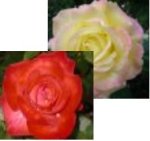 Dinámica – ALMAS GEMELAS