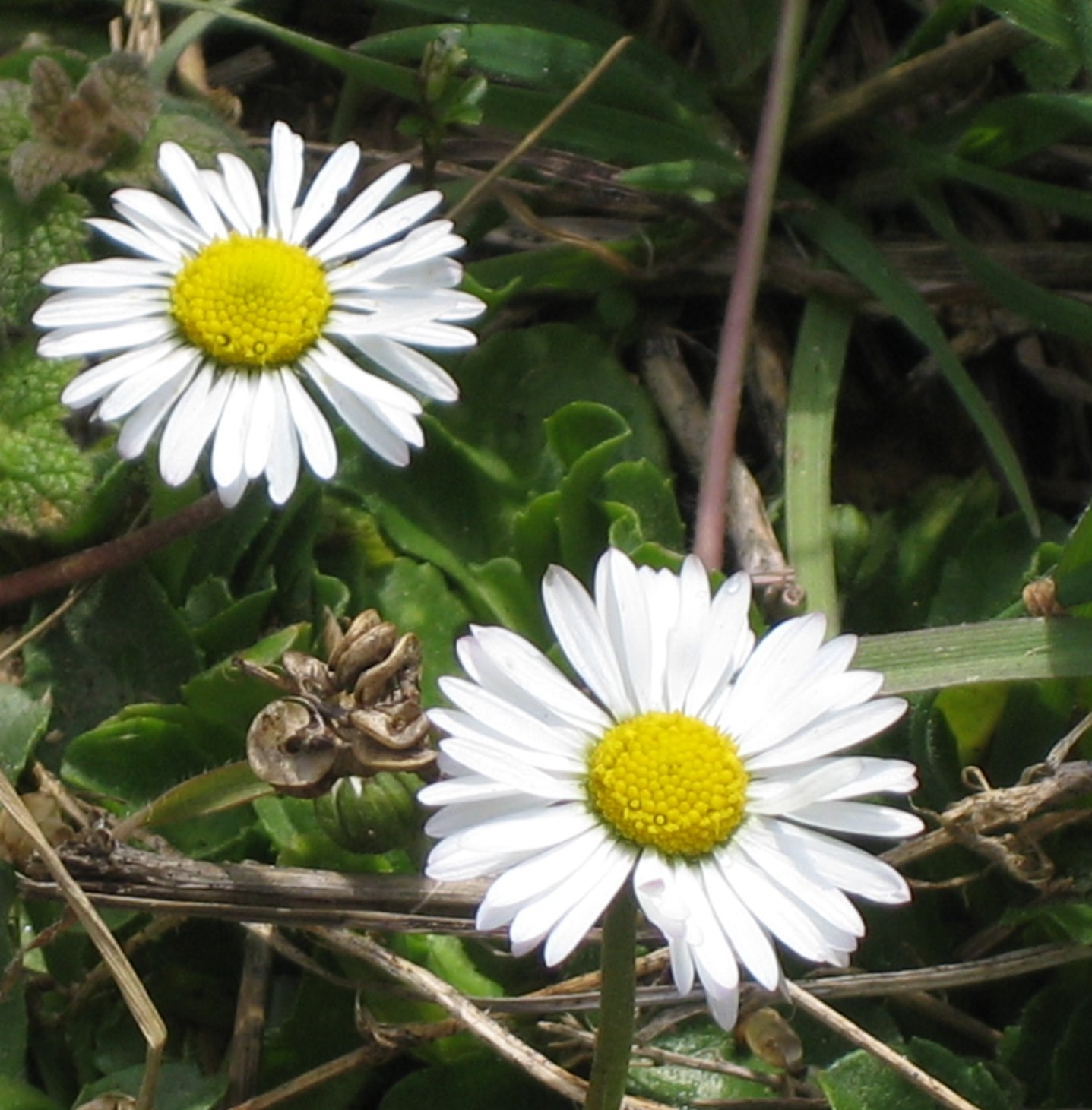 Coordinadora de igualdad en un centro educativo.