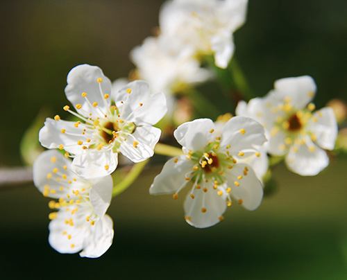 Cuento – Llamaron Cerezo a su aldea.