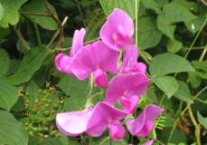 Día Escolar de la Noviolencia (30 de enero)