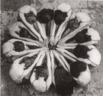 Dinámica: NARANJA Y LIMÓN