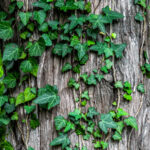 Taller – Cambio Climático